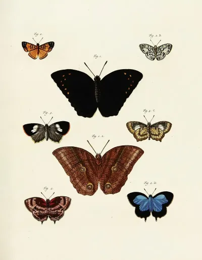 Foreign Butterflies Occurring In The Three Continents Asia Africa And America Pl 242