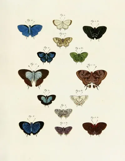 Foreign Butterflies Occurring In The Three Continents Asia Africa And America Pl 243