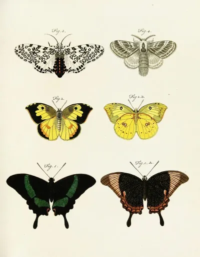 Foreign Butterflies Occurring In The Three Continents Asia Africa And America Pl 246