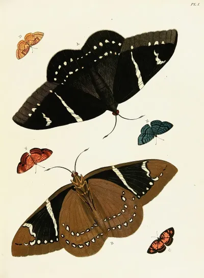 Foreign Butterflies Occurring In The Three Continents Asia Africa And America Pl 248