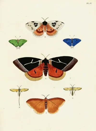 Foreign Butterflies Occurring In The Three Continents Asia Africa And America Pl 251