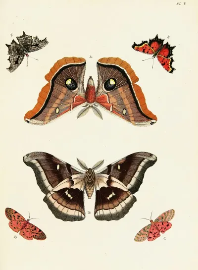 Foreign Butterflies Occurring In The Three Continents Asia Africa And America Pl 252