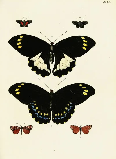 Foreign Butterflies Occurring In The Three Continents Asia Africa And America Pl 254