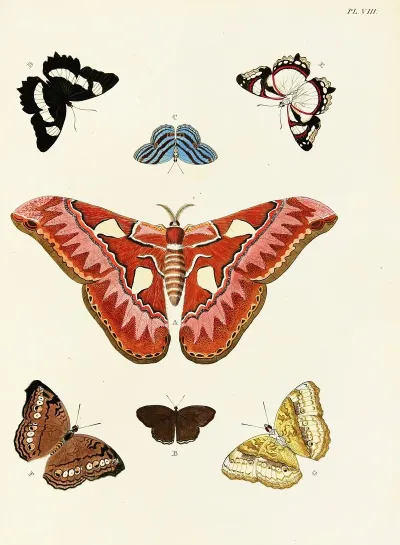 Foreign Butterflies Occurring In The Three Continents Asia Africa And America Pl 255