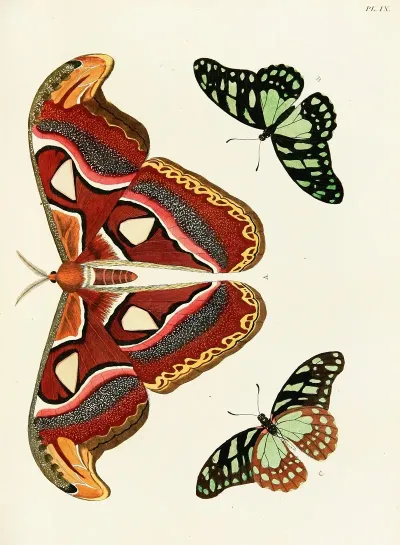 Foreign Butterflies Occurring In The Three Continents Asia Africa And America Pl 256