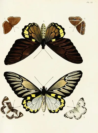Foreign Butterflies Occurring In The Three Continents Asia Africa And America Pl 258