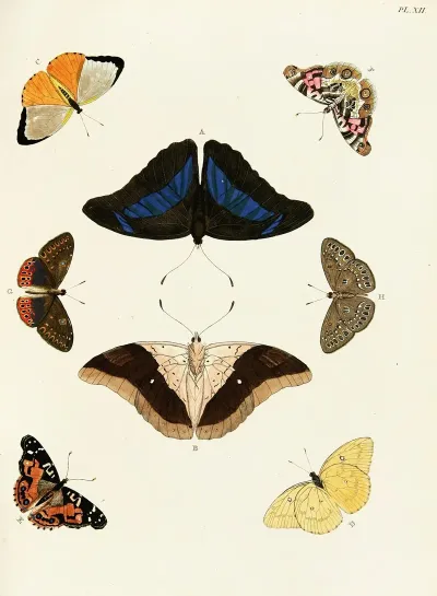 Foreign Butterflies Occurring In The Three Continents Asia Africa And America Pl 259