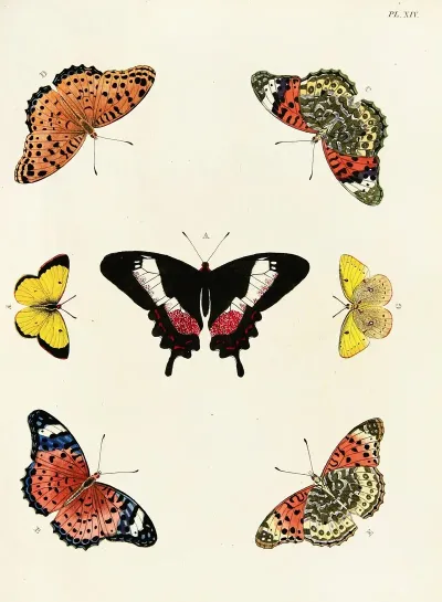 Foreign Butterflies Occurring In The Three Continents Asia Africa And America Pl 261