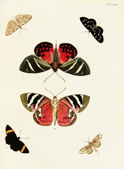 Foreign Butterflies Occurring In The Three Continents Asia Africa And America Pl 265