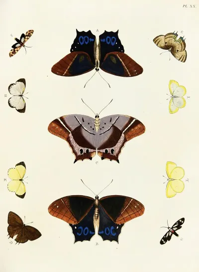 Foreign Butterflies Occurring In The Three Continents Asia Africa And America Pl 267