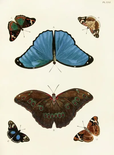 Foreign Butterflies Occurring In The Three Continents Asia Africa And America Pl 268