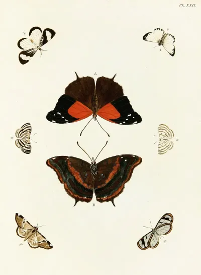 Foreign Butterflies Occurring In The Three Continents Asia Africa And America Pl 269