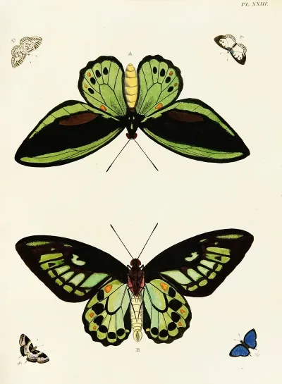 Foreign Butterflies Occurring In The Three Continents Asia Africa And America Pl 270