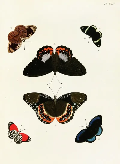 Foreign Butterflies Occurring In The Three Continents Asia Africa And America Pl 271