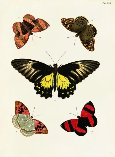 Foreign Butterflies Occurring In The Three Continents Asia Africa And America Pl 272