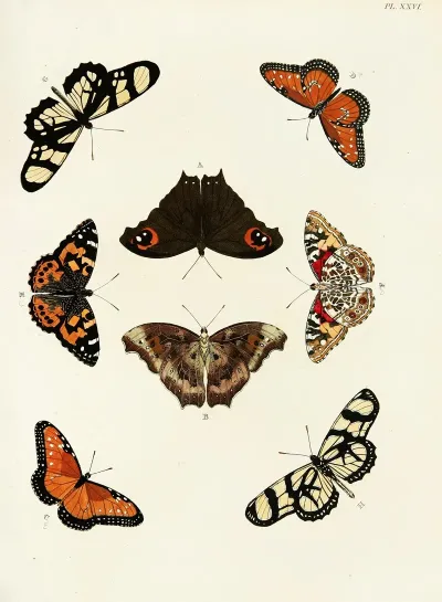 Foreign Butterflies Occurring In The Three Continents Asia Africa And America Pl 273