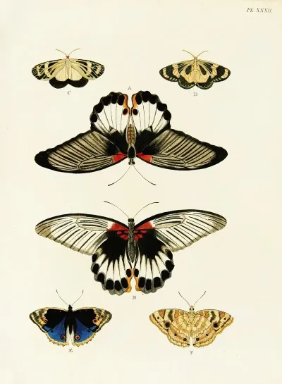 Foreign Butterflies Occurring In The Three Continents Asia Africa And America Pl 279