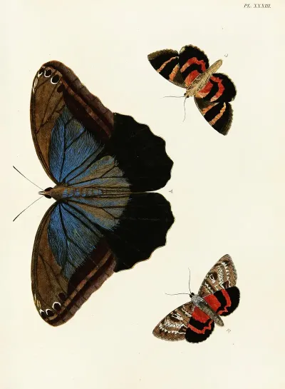 Foreign Butterflies Occurring In The Three Continents Asia Africa And America Pl 280