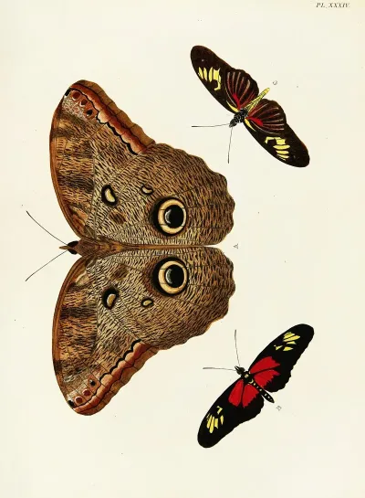 Foreign Butterflies Occurring In The Three Continents Asia Africa And America Pl 281