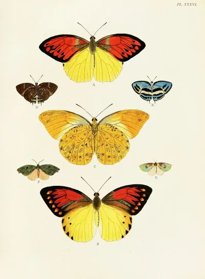 Foreign Butterflies Occurring In The Three Continents Asia Africa And America Pl 283
