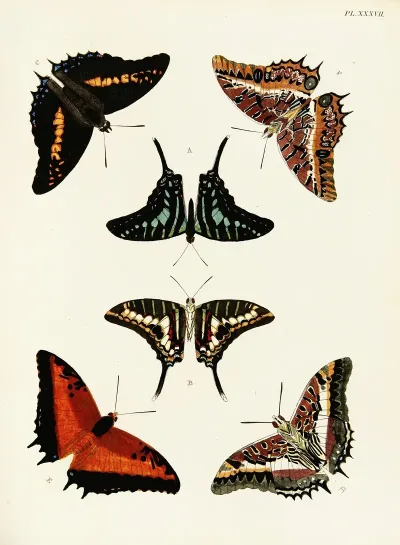 Foreign Butterflies Occurring In The Three Continents Asia Africa And America Pl 284