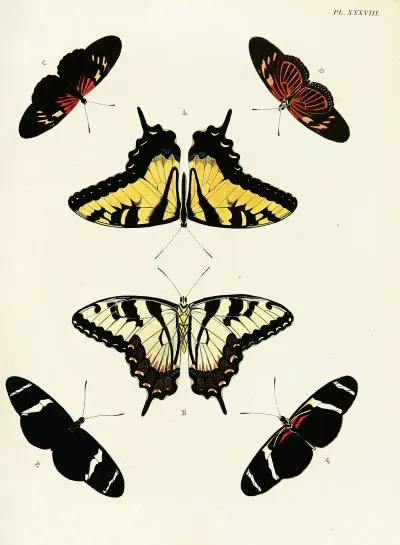 Foreign Butterflies Occurring In The Three Continents Asia Africa And America Pl 285