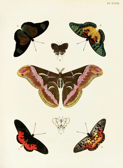 Foreign Butterflies Occurring In The Three Continents Asia Africa And America Pl 286