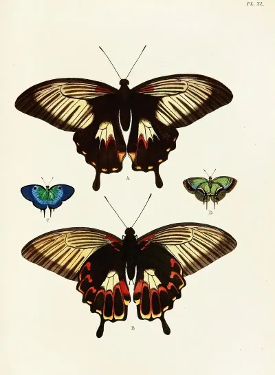 Foreign Butterflies Occurring In The Three Continents Asia Africa And America Pl 287