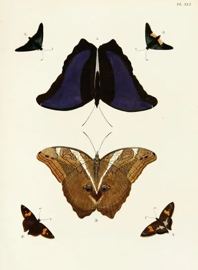 Foreign Butterflies Occurring In The Three Continents Asia Africa And America Pl 288