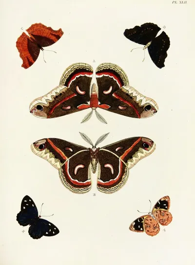 Foreign Butterflies Occurring In The Three Continents Asia Africa And America Pl 289