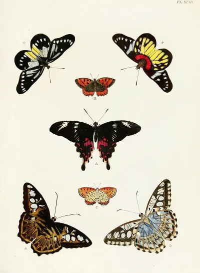 Foreign Butterflies Occurring In The Three Continents Asia Africa And America Pl 290