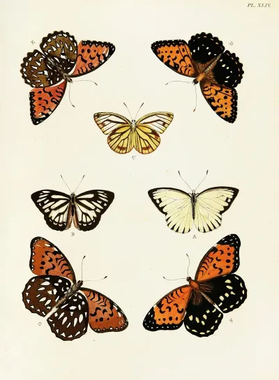 Foreign Butterflies Occurring In The Three Continents Asia Africa And America Pl 291
