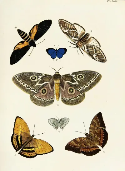 Foreign Butterflies Occurring In The Three Continents Asia Africa And America Pl 293
