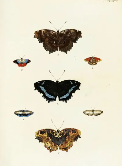 Foreign Butterflies Occurring In The Three Continents Asia Africa And America Pl 294