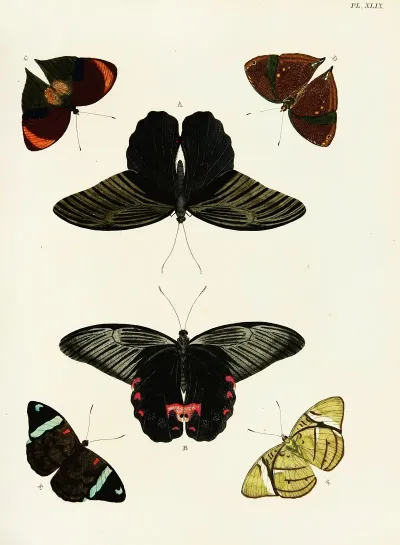 Foreign Butterflies Occurring In The Three Continents Asia Africa And America Pl 296
