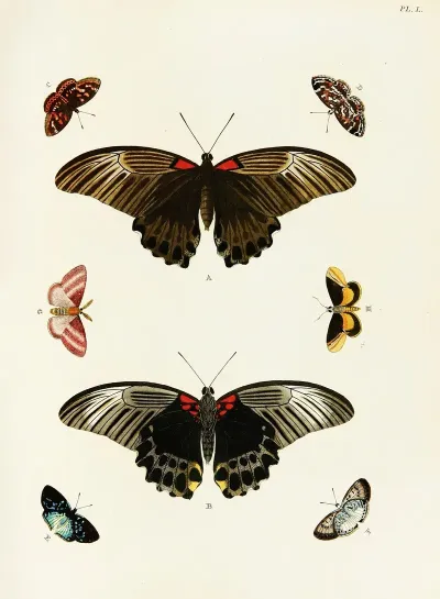 Foreign Butterflies Occurring In The Three Continents Asia Africa And America Pl 297