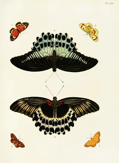 Foreign Butterflies Occurring In The Three Continents Asia Africa And America Pl 300