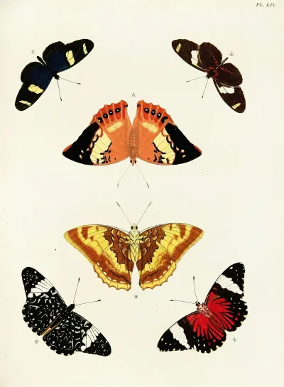 Foreign Butterflies Occurring In The Three Continents Asia Africa And America Pl 301
