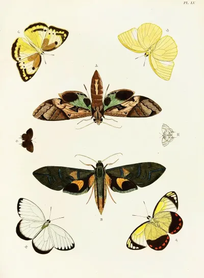 Foreign Butterflies Occurring In The Three Continents Asia Africa And America Pl 302