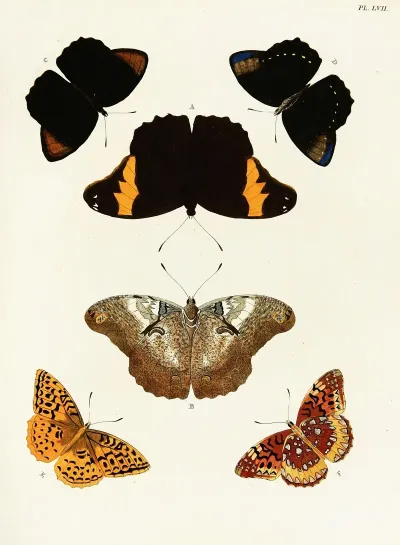 Foreign Butterflies Occurring In The Three Continents Asia Africa And America Pl 304