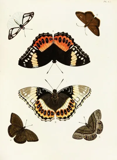 Foreign Butterflies Occurring In The Three Continents Asia Africa And America Pl 307