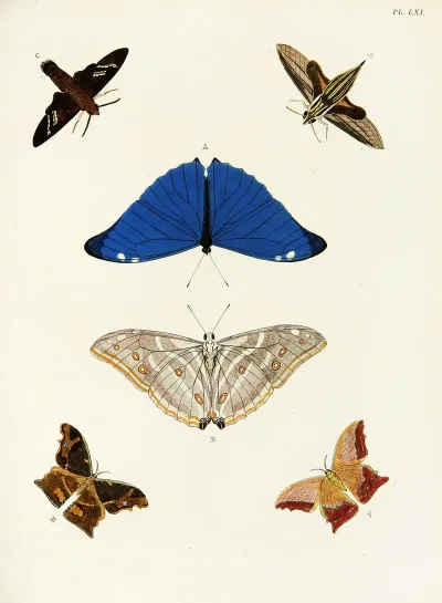 Foreign Butterflies Occurring In The Three Continents Asia Africa And America Pl 308