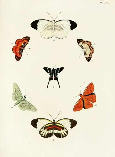 Foreign Butterflies Occurring In The Three Continents Asia Africa And America Pl 310