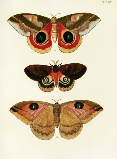 Foreign Butterflies Occurring In The Three Continents Asia Africa And America Pl 311