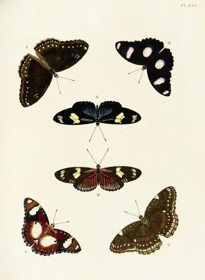 Foreign Butterflies Occurring In The Three Continents Asia Africa And America Pl 312