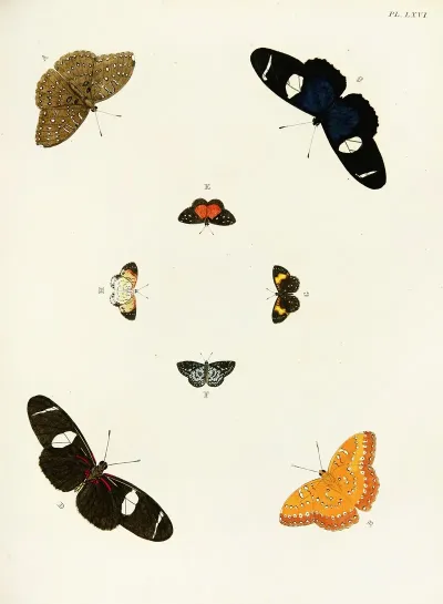 Foreign Butterflies Occurring In The Three Continents Asia Africa And America Pl 313