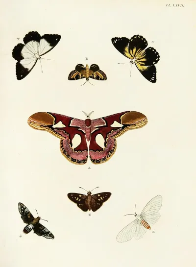Foreign Butterflies Occurring In The Three Continents Asia Africa And America Pl 315