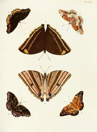 Foreign Butterflies Occurring In The Three Continents Asia Africa And America Pl 316