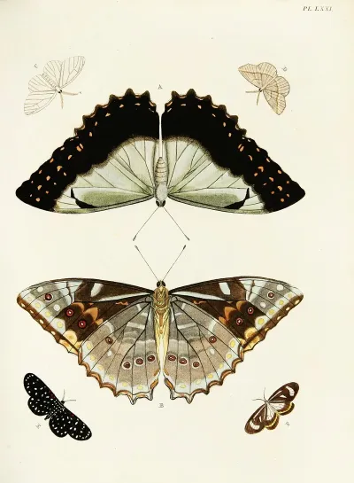 Foreign Butterflies Occurring In The Three Continents Asia Africa And America Pl 318