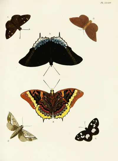 Foreign Butterflies Occurring In The Three Continents Asia Africa And America Pl 321